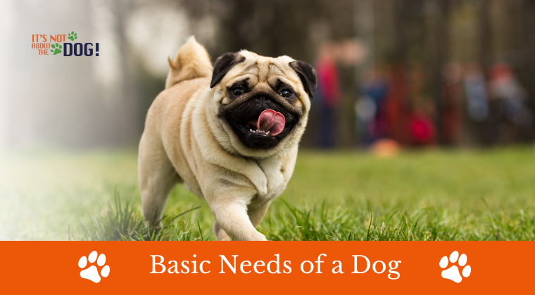 pug online training program