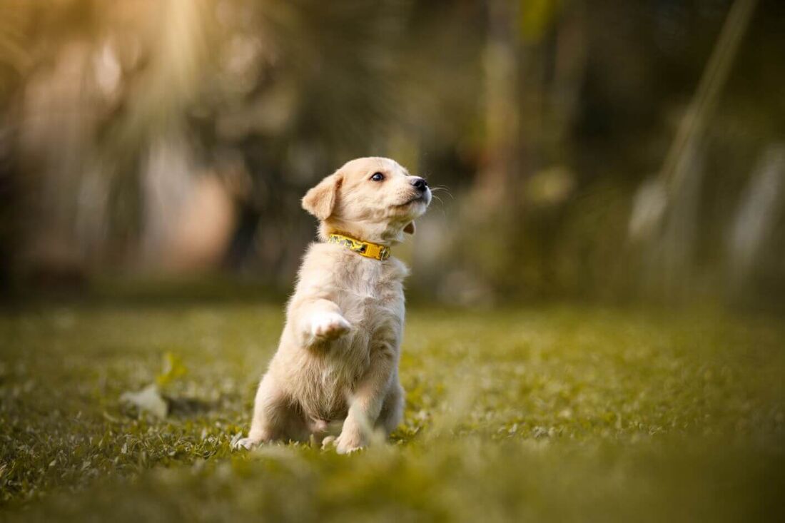 Puppy playing on grass