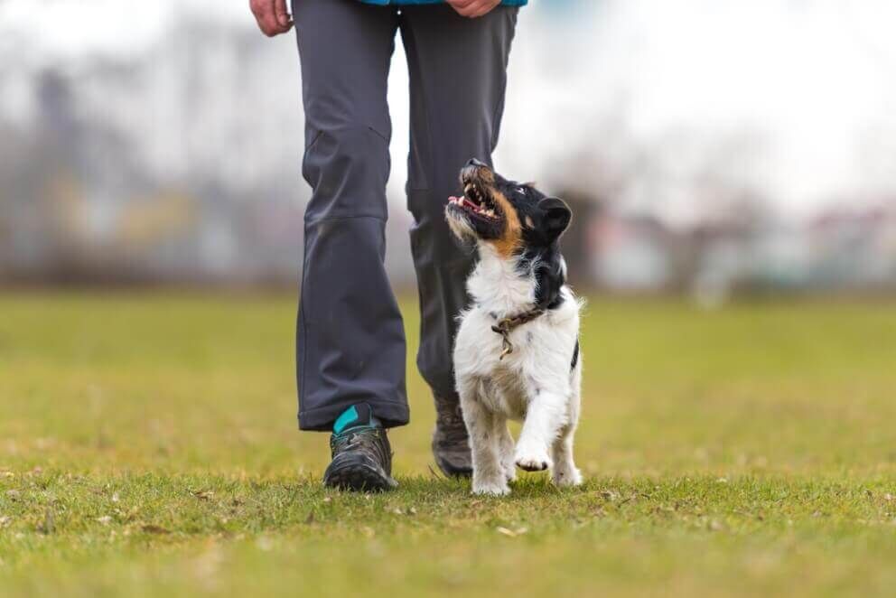 Dog walking in a park
