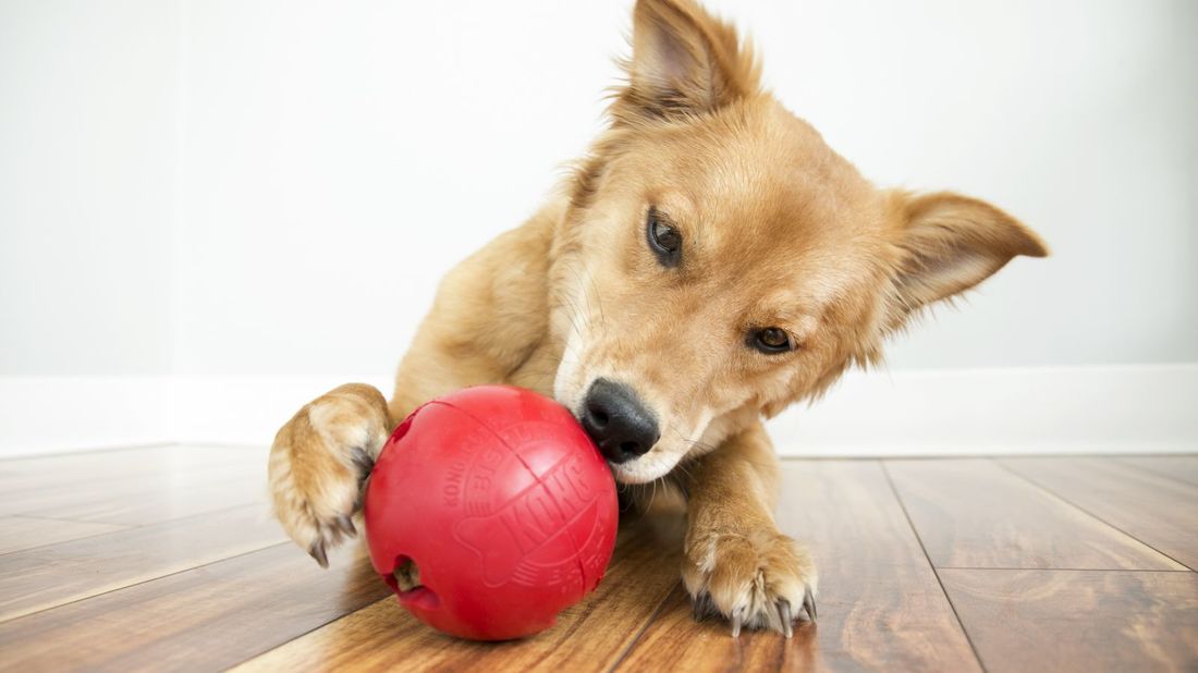 interactive toy for dogs training