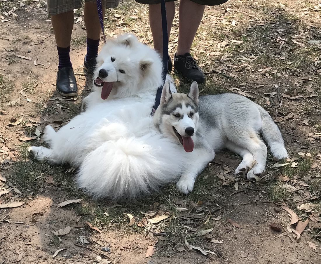 Junior puppies relaxing at the park