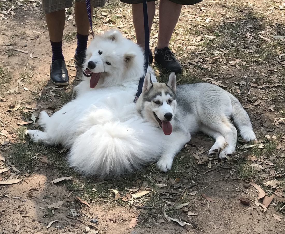 Junior puppies relaxing at the park