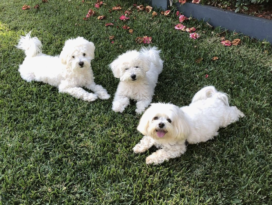 Puppy preschool Brisbane Puppies