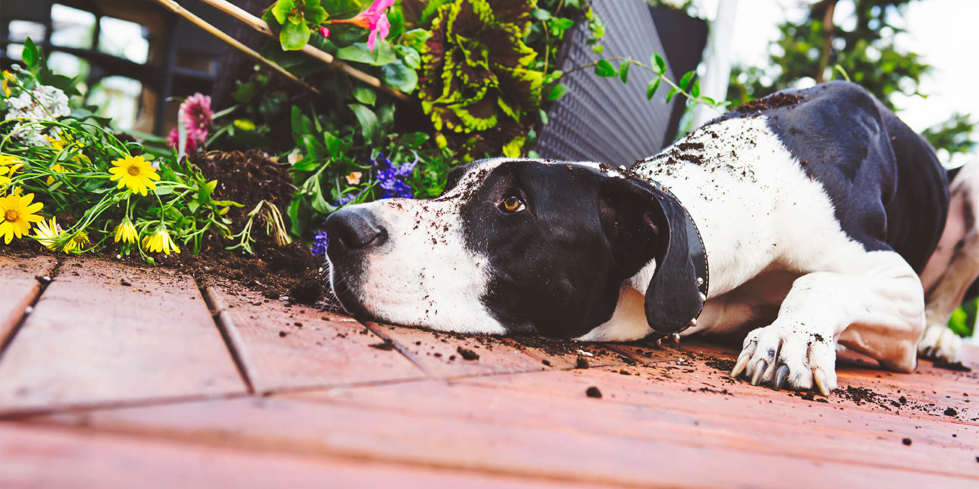 Dog Behaviour Training Brisbane Private Dog Training Brisbane