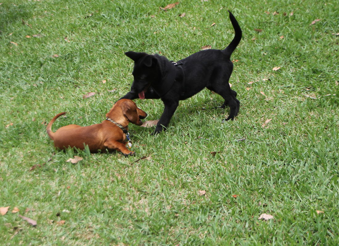 best puppy preschool program puppies playing