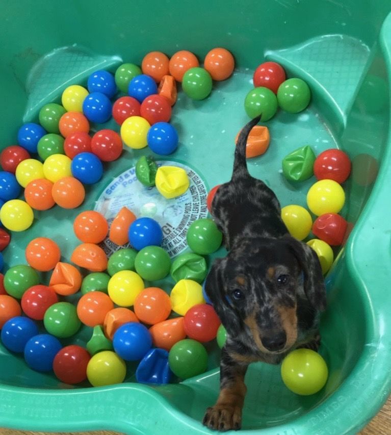 puppy dachshund in ball pit