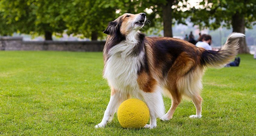 barking dog playing training