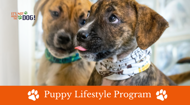 online Puppy lifestyle program 