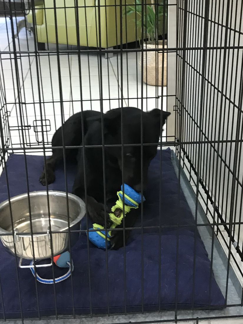 Dog crate training